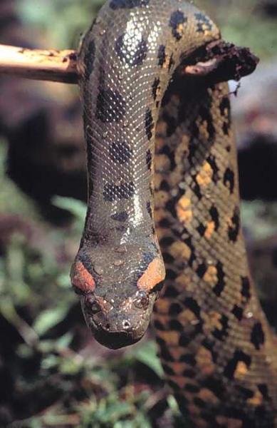 --- L'anaconda ---